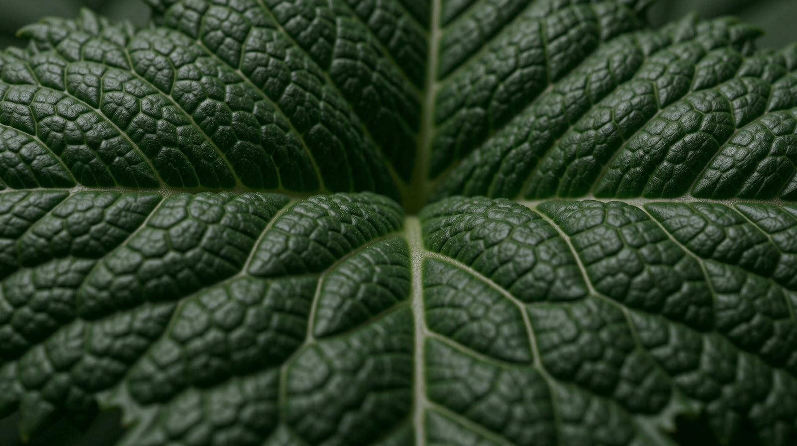 Botanische Blattstruktur